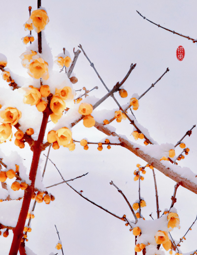 雪見臘梅（外二首）